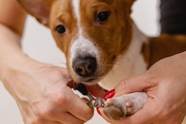 nail clipping service 01